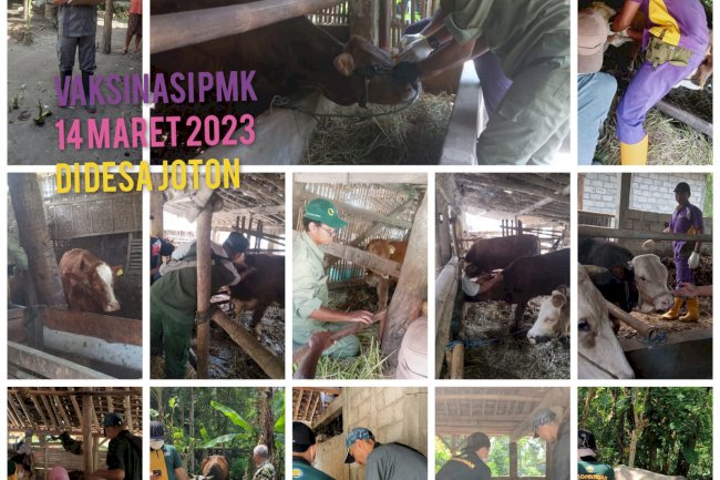 Vaksinasi PMK 14 Maret 2023