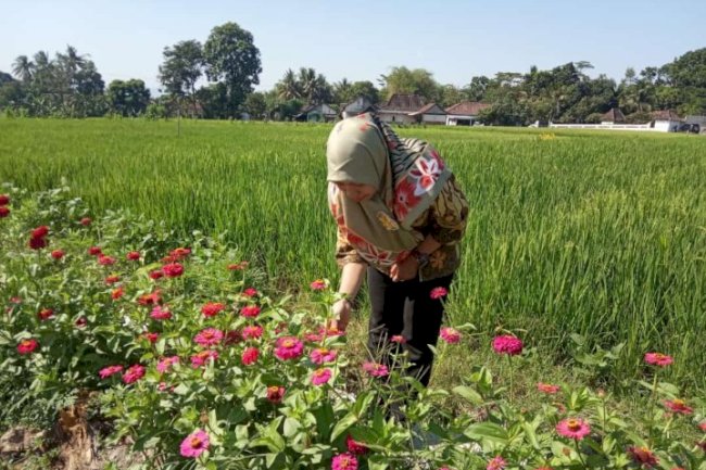 Pentingnya Refugia Di Pinggir Lahan