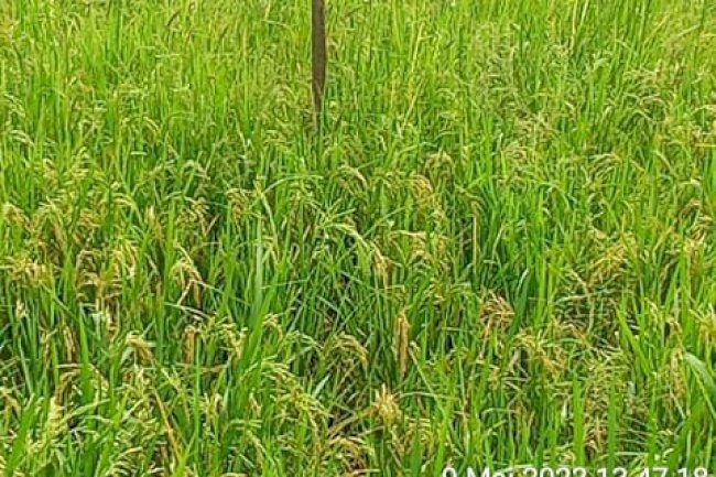 Sistem tanam Salibu panen padi lebih cepat