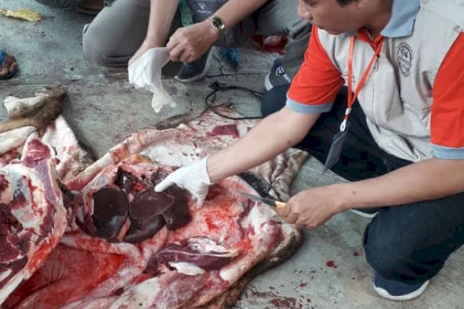 Kegiatan pemeriksaan ante mortem dan post mortem hewan kurban