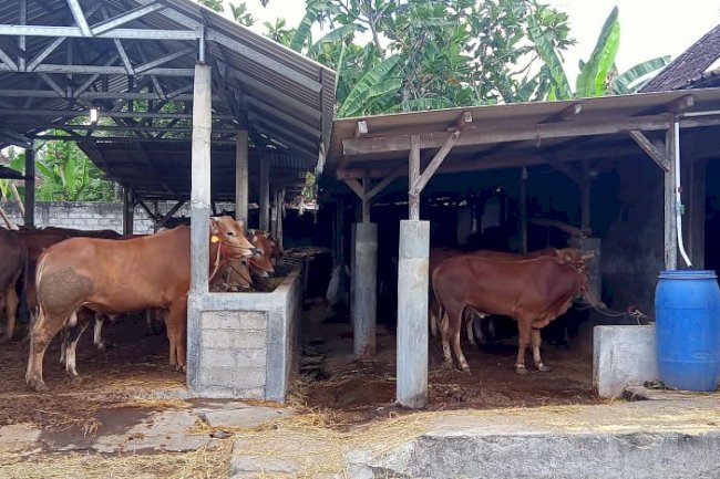 Pemeriksaan hewan kurban di pengepul dan peternak