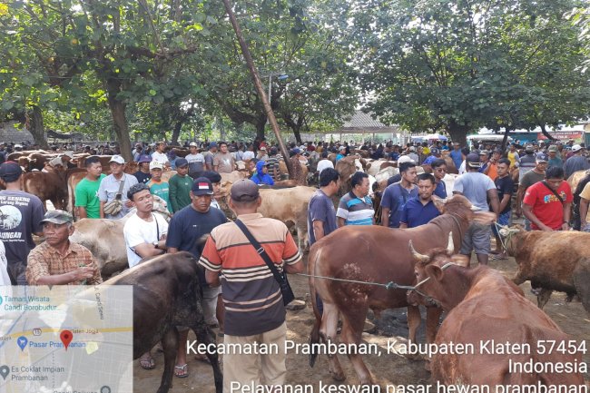 Tidak ditemukan ciri-ciri PMK/LSD/Anthrak di pasar hewan Prambanan