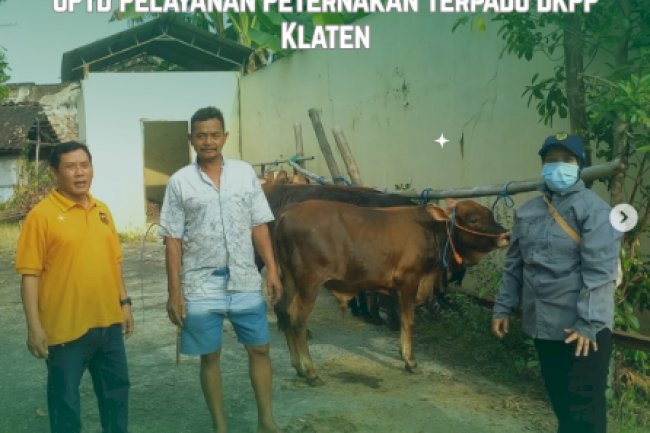 Pengawasan Kesehatan Ternak & Sosialisasi Alur Lalulintas Hewan Kurban UPTD Pelayanan Peternakan Terpadu DKPP Klaten Selasa, 30 April 2025