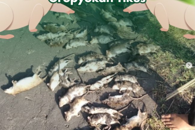 Gropyokan Tikus di Gapoktan Tani Mulyo
