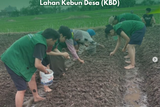 Penanaman Bawang Merah sebagai Alternatif Padi