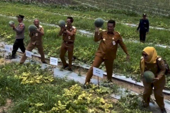 Panen Semangka Bersama Bupati Klaten di Desa Demak Ijo