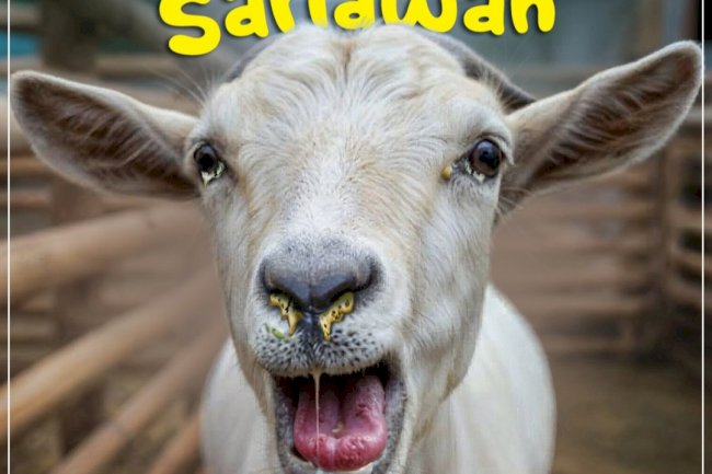 WASPADA!! PENYAKIT BARU PADA KAMBING DAN DOMBA