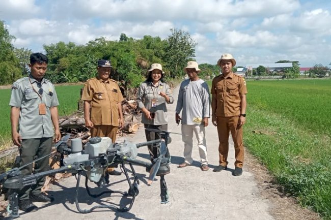 GIAT PENGENDALIAN ORGANISME PENGGANGGU TANAMAN PENGGEREK BATAK