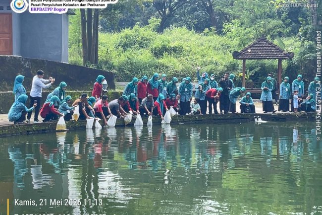 TEBAR BENIH IKAN TAWES DI PONDOK KARANGANOM UMBUL SI KAJAR