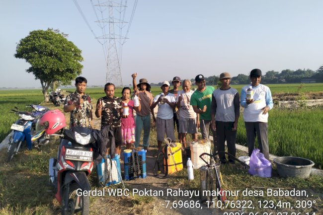 DKPP Klaten Laksanakan Gerakan Pengendalian Wereng Batang Coklat di Kecamatan Karangdowo