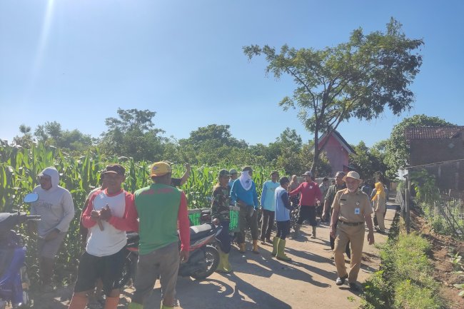 DKPP Klaten Laksanakan Gerakan Pengendalian Tikus di Lahan Jagung Kecamatan Tulung