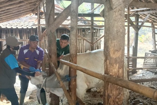 Puskeswan Kota Klaten Gelar Yanduwan, Vaksinasi PMK dan Monitoring Pedet IB di Desa Jimbung
