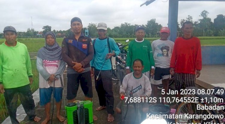 MEWASPADAI HAMA PENGGEREK BATANG PADA PADI - Kabupaten Klaten