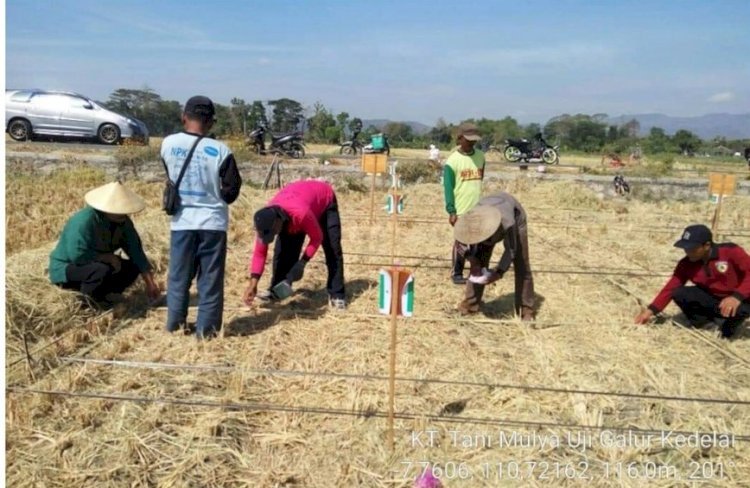 PPL Kecamatan Dampingi Petani Uji Galur Kedelai