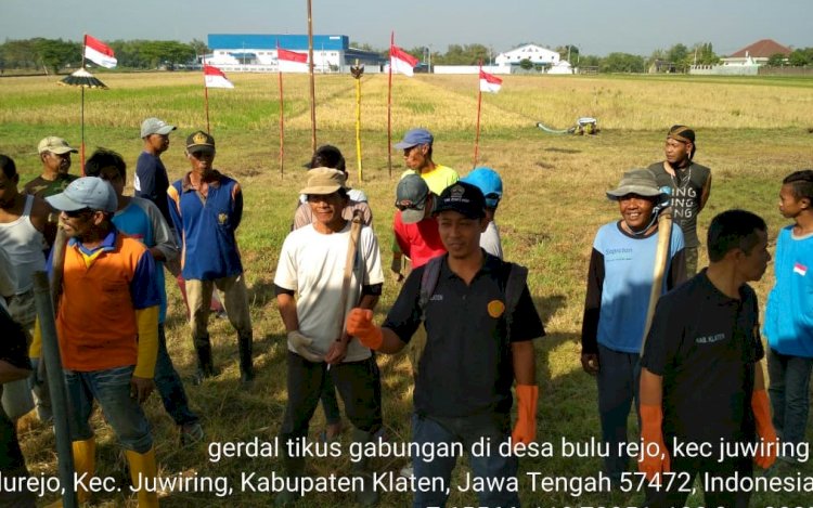 Lomba Gerdal Tikus POPT Kecamatan Juwiring