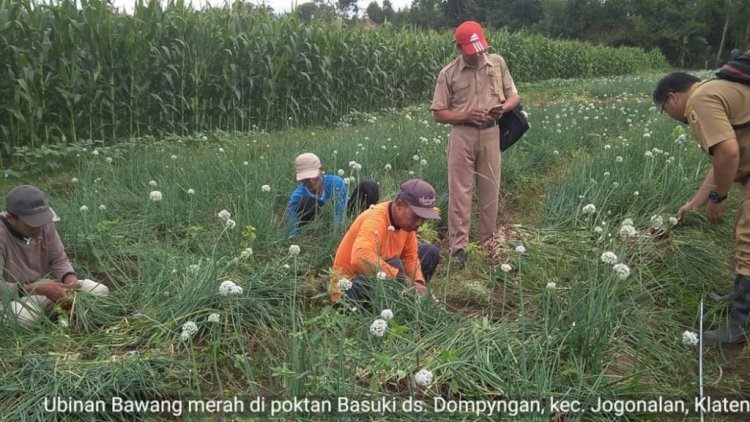 Panen Bawang Merah di Jogonalan