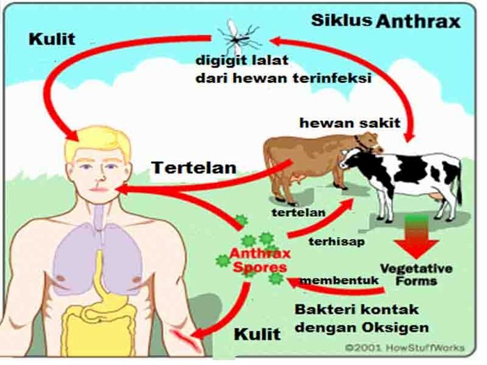 fakta tentang Antraks