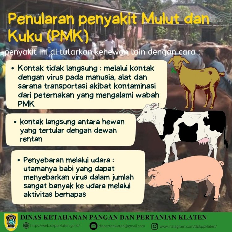 CARA PENULARAN HEWAN PMK