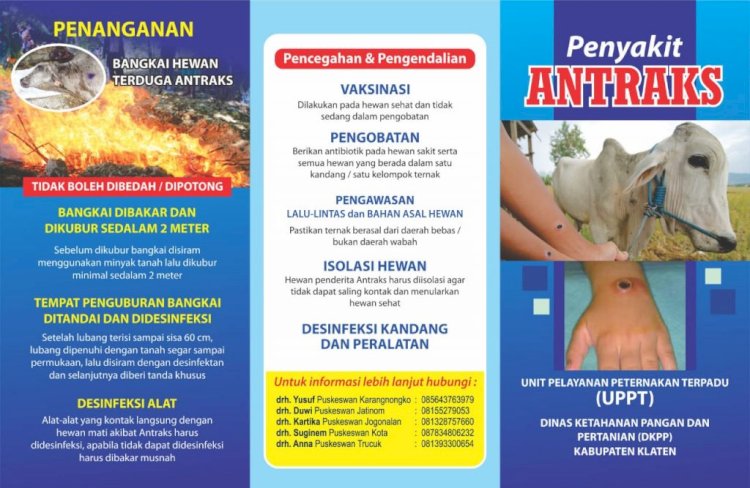 WASPADA ANTRAKS PADA TERNAK DAN MANUSIA KENALI GEJALANYA SEJAK DINI