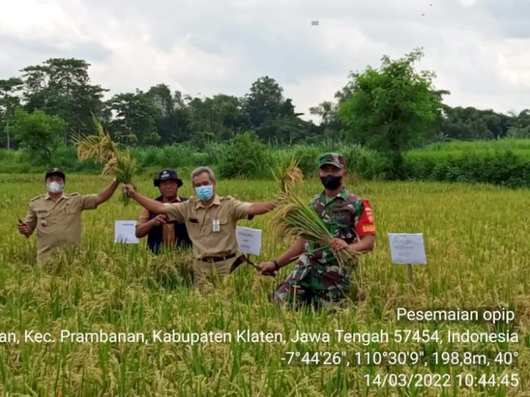 Panen Dem Area Budidaya Tanaman Sehat Padi Inpari 32 di Kecamatan Prambanan