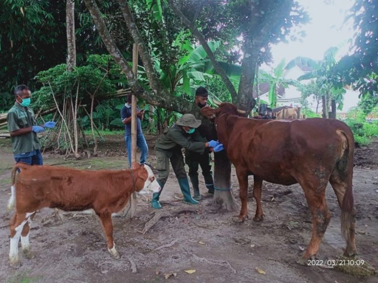 Survelance pembebasan brucellosis sapi di Jatinom