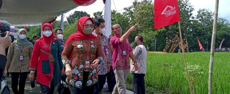 Panen Rojolele Srinuk dalam Rangka Serah Terima SK PVT Rojolele Srinar dan Rojolele Srinuk