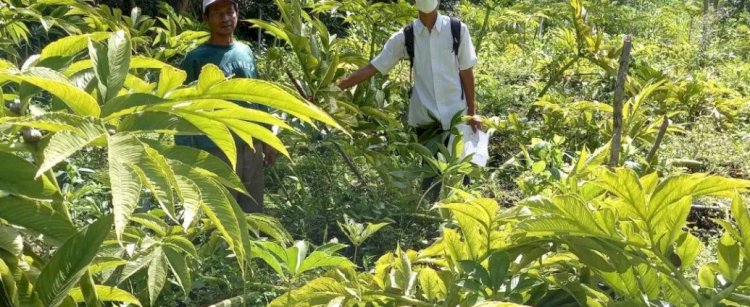 Porang Bikin Untung Besar, PPL mengecek lahan untuk persiapan registrasi kebun di Kemalang.