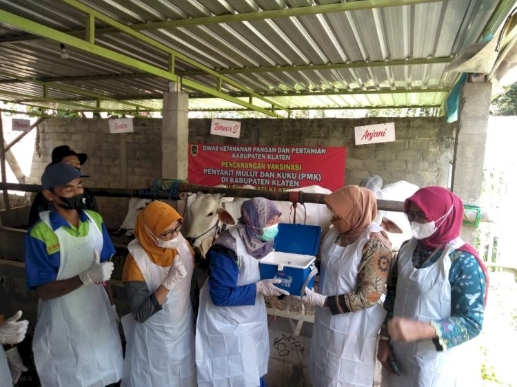 Bupati Klaten Melakukan Pencanangan Vaksinasi Guna Antisipasi PMK 