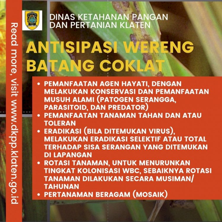 Terganggu Wereng Batang Coklat (Nilaparvata lugens)?begini Strategi Pengendaliannya