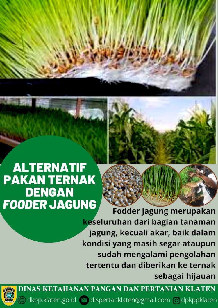 Sukses Beternak Menggunakan Fooder Jagung