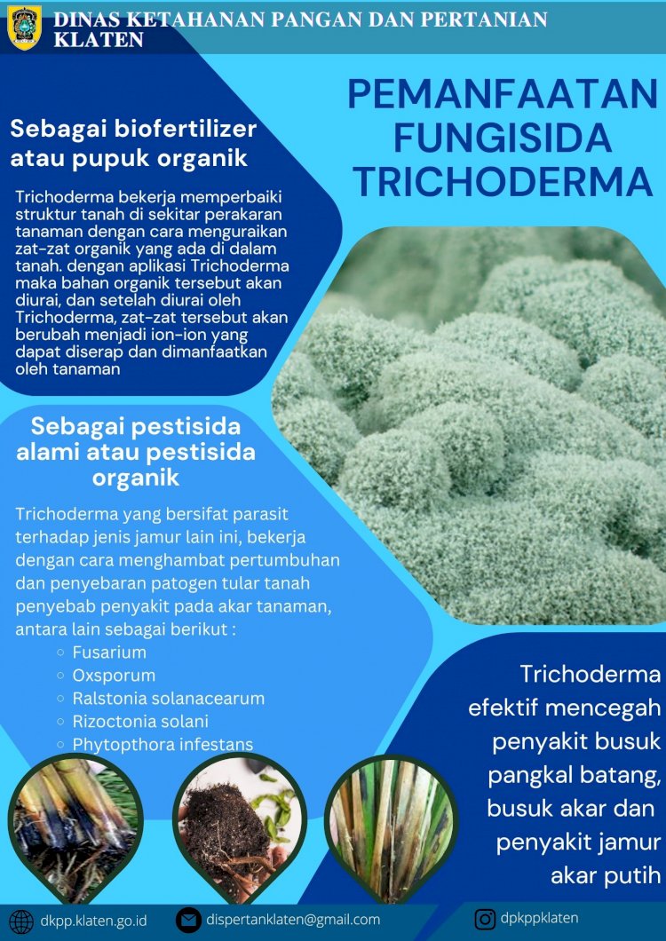 Lawan Penyakit Jamur Tanaman Dengan Jamur Trichoderma