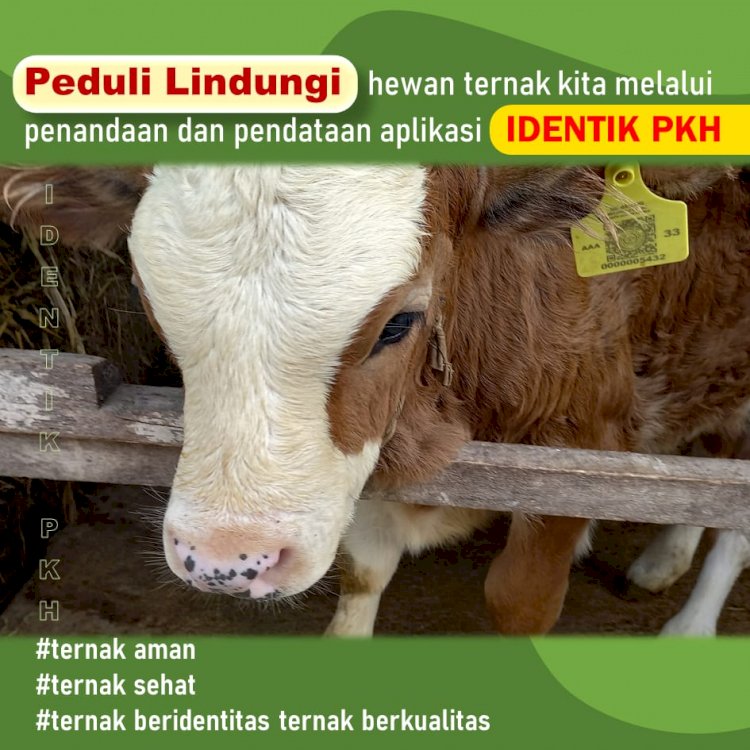 Peduli lindungi ternak dengan IDENTIK PKH