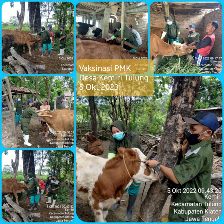 Giat vaksinasi PMK DKPP Klaten