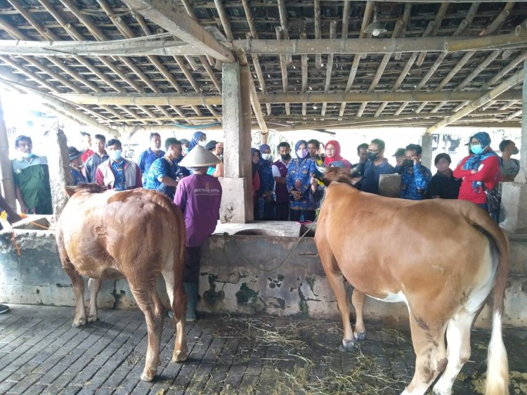 Penandaan dan Pendataan Ternak di Prambanan