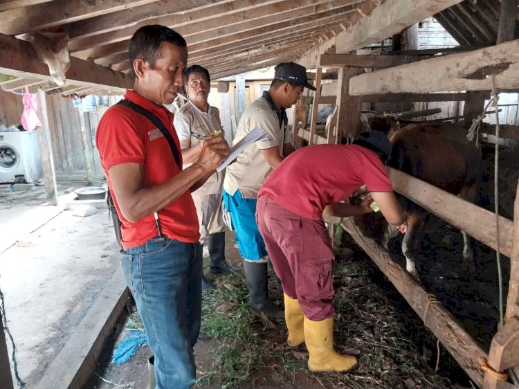 Giat Sabtu Semangaat Penandaan Ternak oleh DKPP