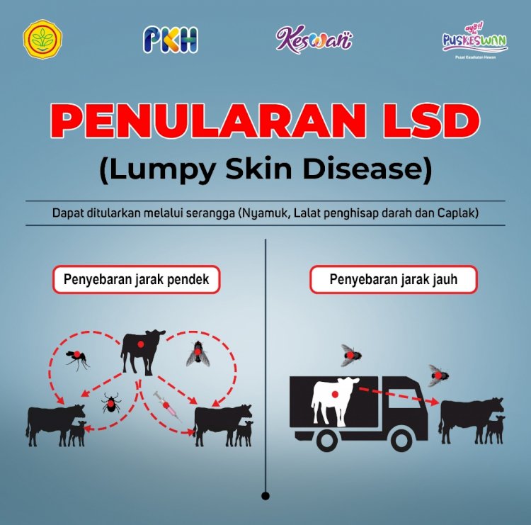 Mekanisme Penyebaran LSD (Lumpy Skin Disease) pada ternak