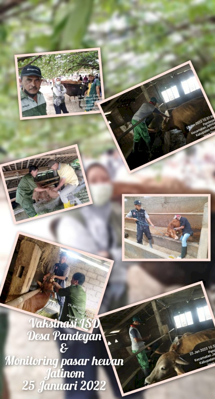 Giat Vaksin PMK 25 Januari 2023