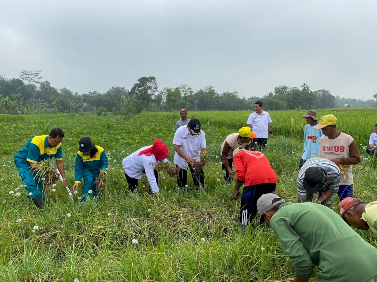 Ubinan bawang merah desa Randusari