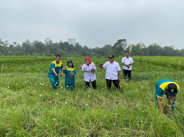 Ubinan bawang merah desa Randusari