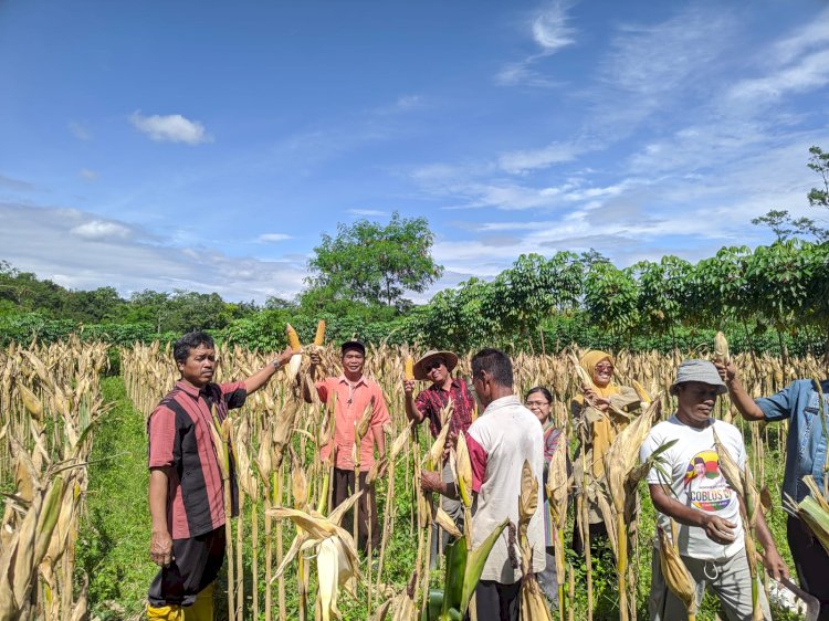 Kegiatan Balai Penyuluhan Pertanian Klaten