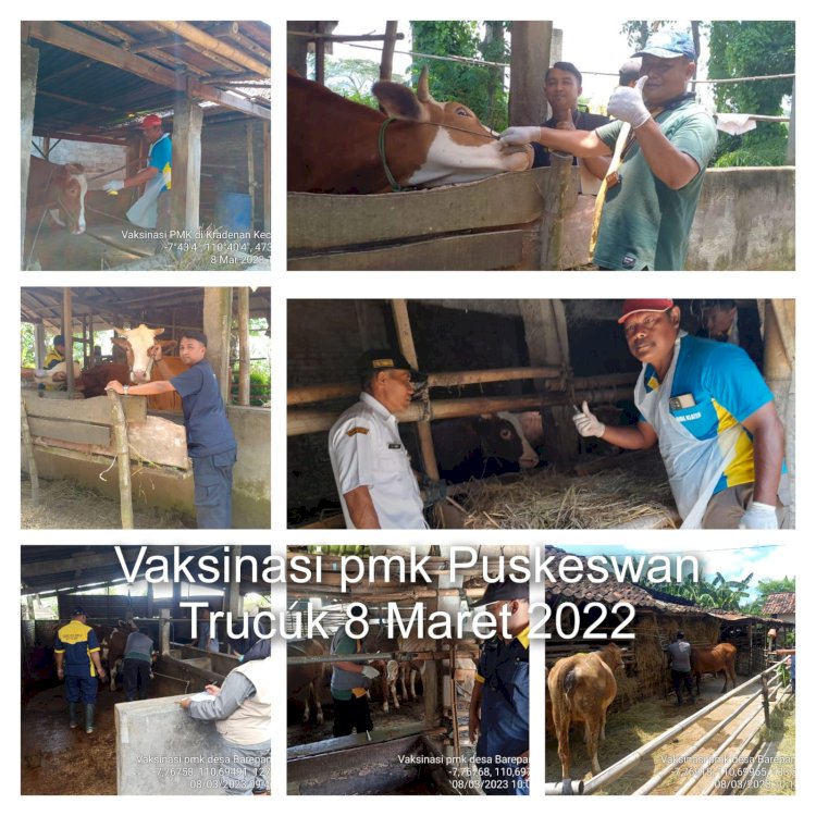 Vaksinasi PMK Puskeswan 08 Maret 2023