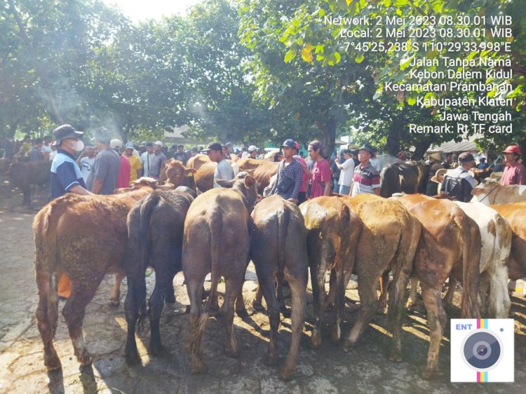 Pelayanan Keswanling di Pasar hewan Prambanan