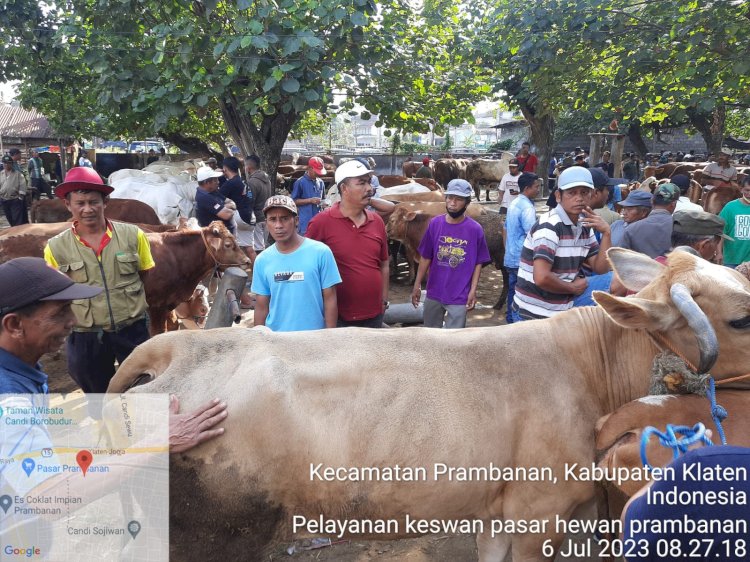 Tidak ditemukan ciri-ciri PMK/LSD/Anthrak di pasar hewan Prambanan