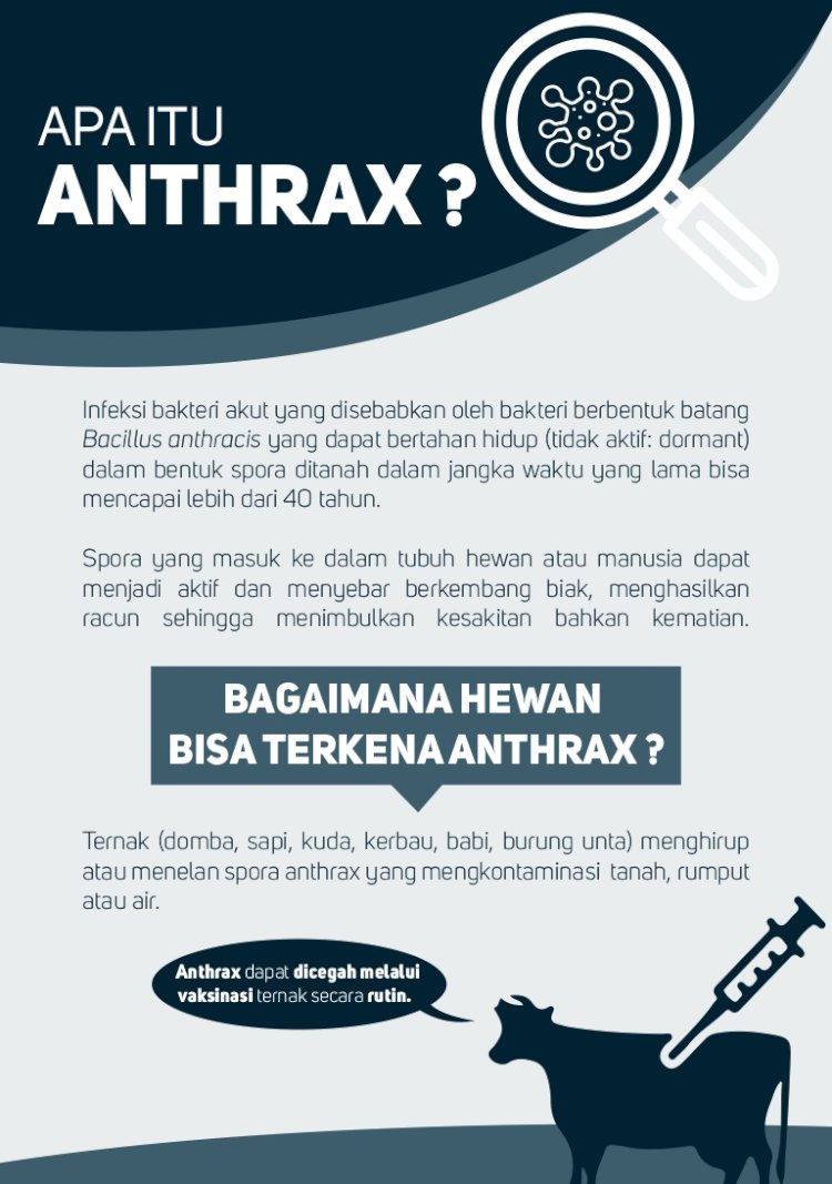 Waspada Anthrax, berikut cara penangananya