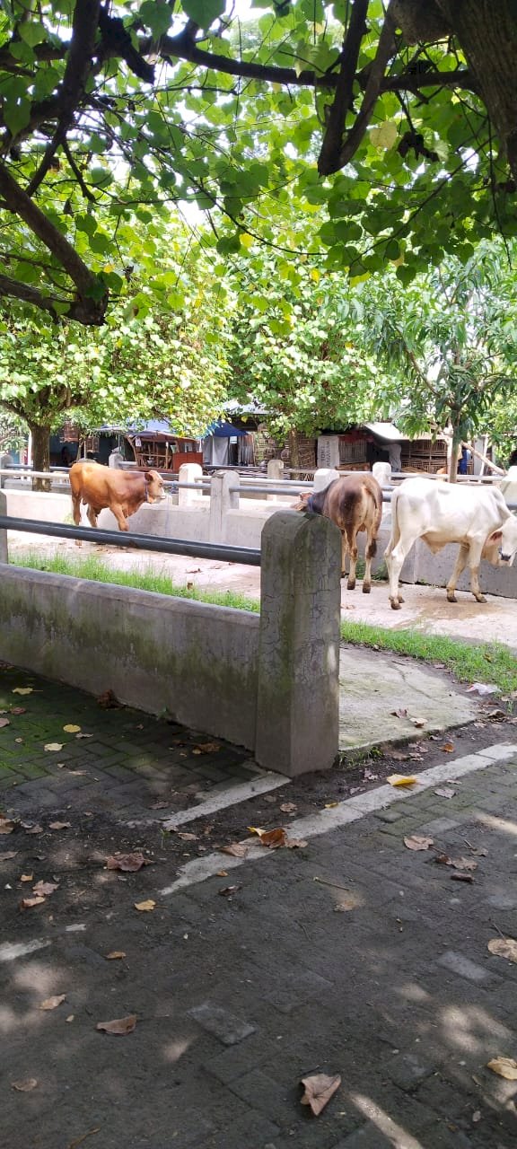 Upaya Penanganan Wabah PMK di Kabupaten Klaten