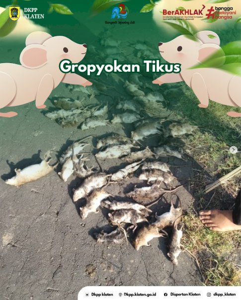 Gropyokan Tikus di Gapoktan Tani Mulyo