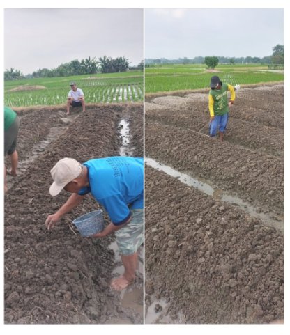  Penanaman Bawang Merah sebagai Alternatif Padi 