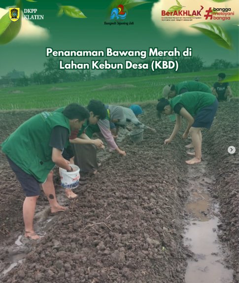  Penanaman Bawang Merah sebagai Alternatif Padi 