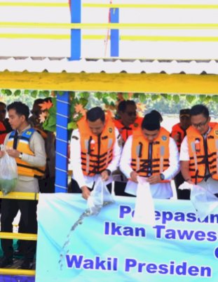 Pelepasan 50.000 Benih Ikan di Rowo Jombo Bersama Wakil Presiden RI