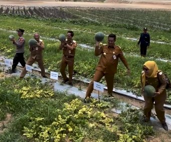 Panen Semangka Bersama Bupati Klaten di Desa Demak Ijo